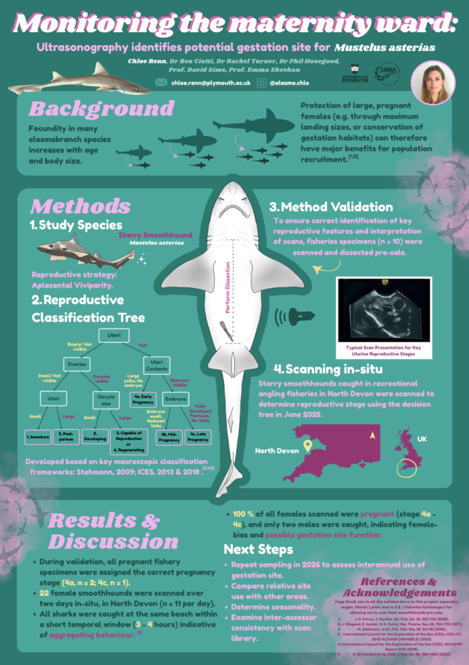 Monitoring the Maternity Ward: Ultrasonography identifies potential gestation site for Mustelus asterias